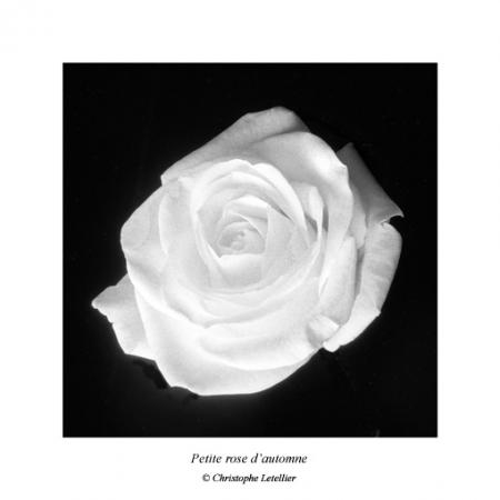 la belle rose mes elle serai mieu en couleur
